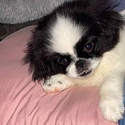Oreo is registered to the contest to win money with this photo: dog, puppy, black_and_white, fluffy, resting, pink_pillow, cute, pet, indoors, closeup, fur, face, paw, sleepy, small_dog, adorable, domestic_animal, companion, relaxed, animal
