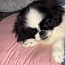 dog, puppy, black_and_white, fluffy, resting, pink_pillow, cute, pet, indoors, closeup, fur, face, paw, sleepy, small_dog, adorable, domestic_animal, companion, relaxed, animal