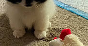 Oreo joined the competition — help win amazing prizes! puppy, dog, black_and_white, fluffy, carpet, toy, plush_toy, indoor, cute, small, pet, animal, soft, playful, young, companion, domestic, furry, adorable, resting