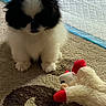 puppy, dog, black_and_white, fluffy, carpet, toy, plush_toy, indoor, cute, small, pet, animal, soft, playful, young, companion, domestic, furry, adorable, resting
