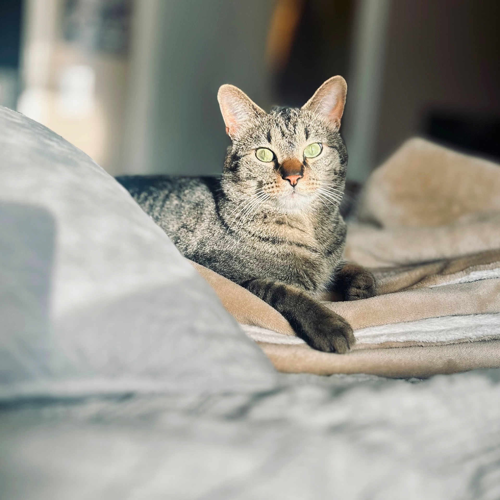 Mowie