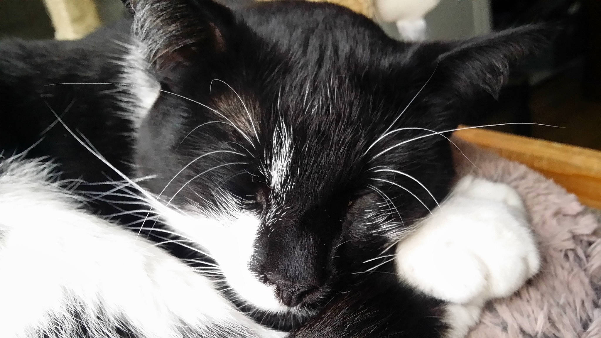 Ozzy is registered to the contest to win money with this photo: asian, black_and_white, black_cat, carnivore, cat, claw, close_up, domestic_short_haired_cat, ear, felidae, fur, kitten, norwegian_forest_cat, paw, polydactyl_cat, small_to_medium_sized_cats, snout, whiskers