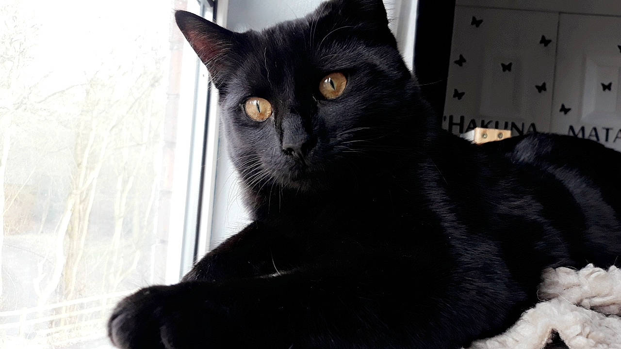 Floki joined the competition — help win amazing prizes! asian, black, black_and_white, black_cat, bombay, carnivore, cat, domestic_short_haired_cat, felidae, fur, mammal, polydactyl_cat, small_to_medium_sized_cats, snout, vertebrate, whiskers