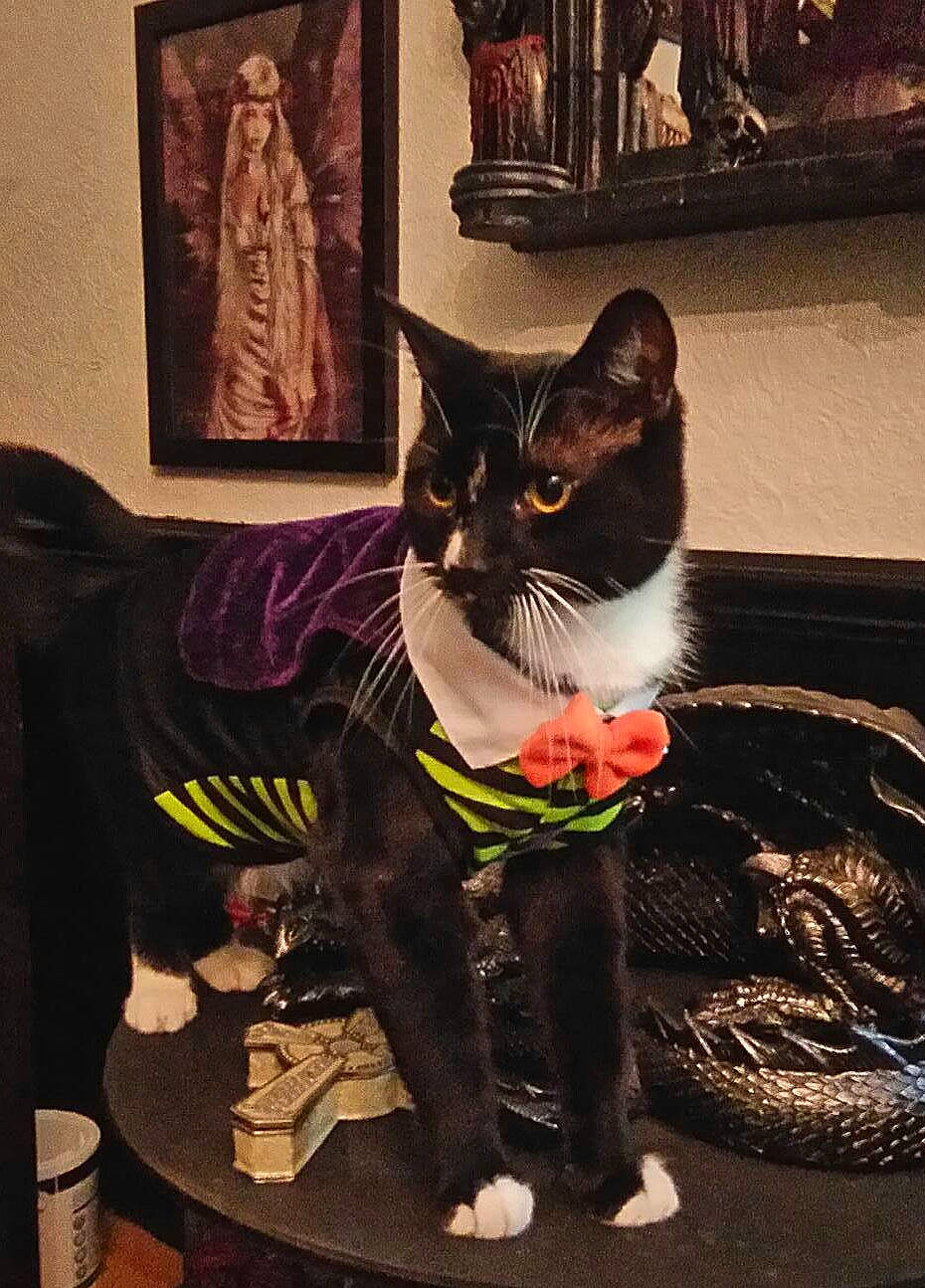 Sabbath is registered to the contest to win money with this photo: asian, black_cat, carnivore, cat, domestic_short_haired_cat, felidae, kitten, small_to_medium_sized_cats, whiskers