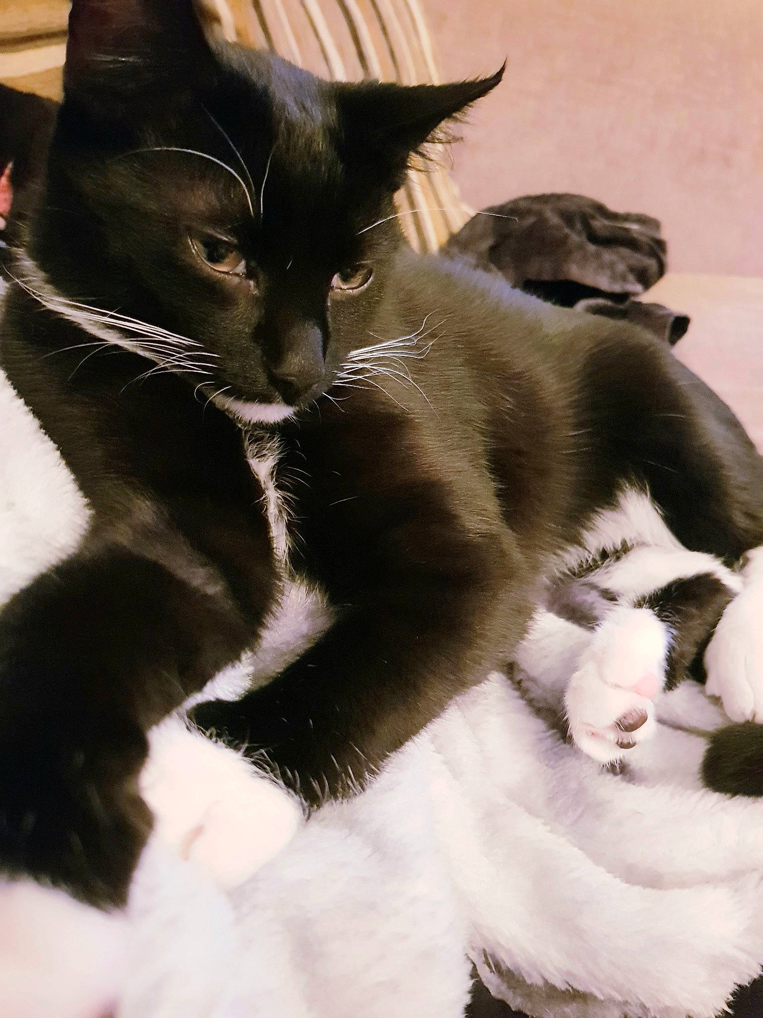 Phantom joined the competition — help win amazing prizes! black_and_white, black_cat, carnivore, cat, domestic_short_haired_cat, felidae, fur, kitten, mammal, polydactyl_cat, small_to_medium_sized_cats, snout, tail, vertebrate, whiskers