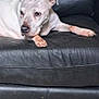 Shelby is registered to the contest to win money with this photo: dog, white_dog, leather_couch, indoor, pet, canine, resting, side_view, floor, carpet, home, furniture, animal, relaxed, domestic, mammal, companion, quiet, spot, ear