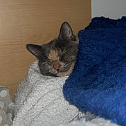 Suzi is registered to the contest to win money with this photo: cat, sleeping, blanket, cozy, furry, indoor, resting, fur, pet, animal, cute, snug, blue_blanket, white_blanket, wooden_background, peaceful, relaxed, face, ears, nose