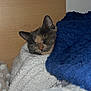 animal, blanket, blue_blanket, cat, cozy, cute, ears, face, fur, furry, indoor, nose, peaceful, pet, relaxed, resting, sleeping, snug, white_blanket, wooden_background