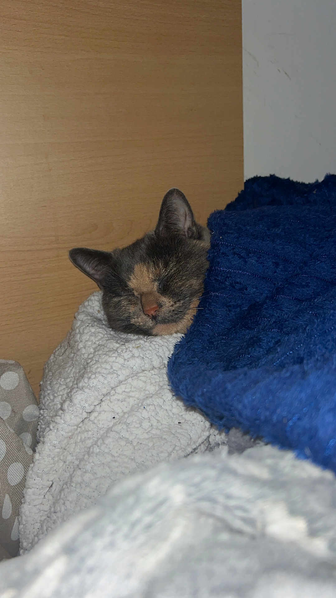Suzi is registered to the contest to win money with this photo: cat, sleeping, blanket, cozy, furry, indoor, resting, fur, pet, animal, cute, snug, blue_blanket, white_blanket, wooden_background, peaceful, relaxed, face, ears, nose