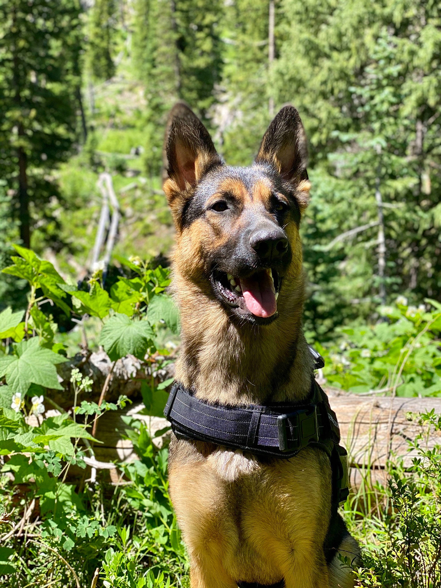 Akasha is registered to the contest to win money with this photo: canidae, carnivore, collar, dog, dog_breed, dog_collar, dog_supply, east_european_shepherd, fawn, german_shepherd_dog, herding_dog, king_shepherd, leash, plant, snout, sporting_group, terrestrial_plant, tree, working_animal, working_dog