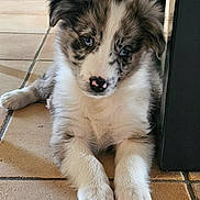 Anoki a rejoint le concours — aidez-le/la à gagner de superbes lots ! dog, puppy, merle, blue_eyes, pink_nose, floppy_ears, fur, paws, tile_floor, indoor, pet, portrait, close_up, muzzle, whiskers, sitting, looking_at_camera, cute, domestic_animal, home
