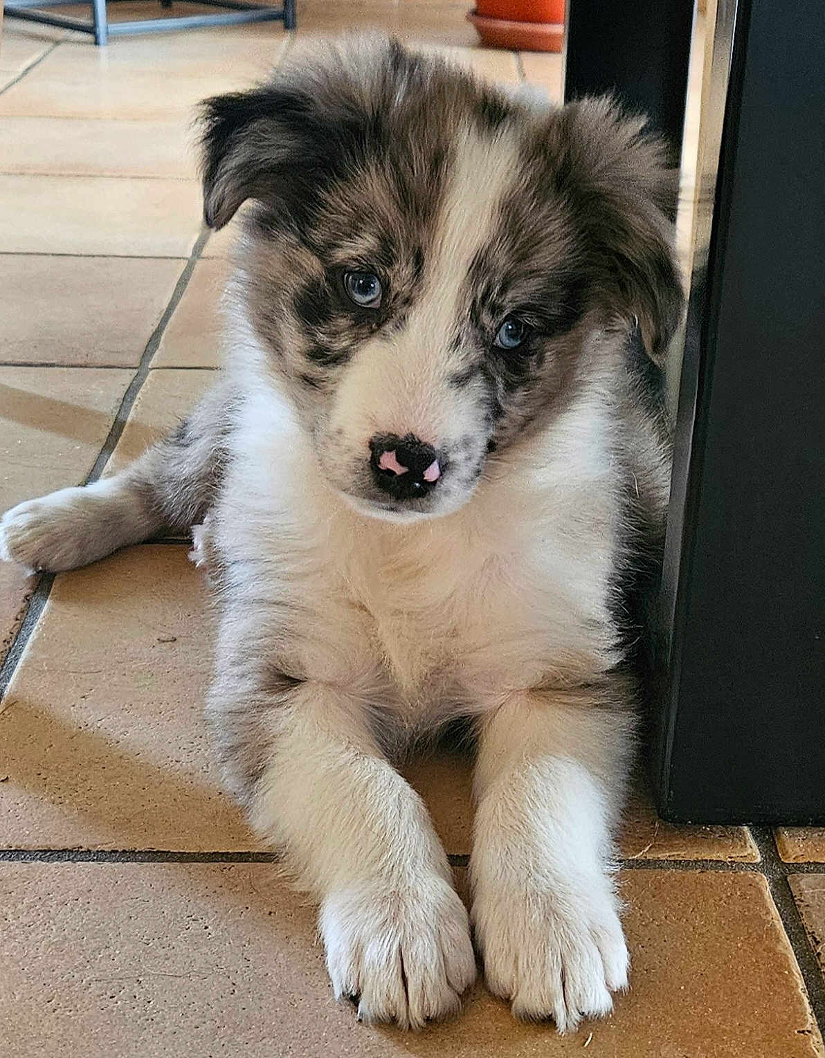 Anoki a rejoint le concours — aidez-le/la à gagner de superbes lots ! dog, puppy, merle, blue_eyes, pink_nose, floppy_ears, fur, paws, tile_floor, indoor, pet, portrait, close_up, muzzle, whiskers, sitting, looking_at_camera, cute, domestic_animal, home