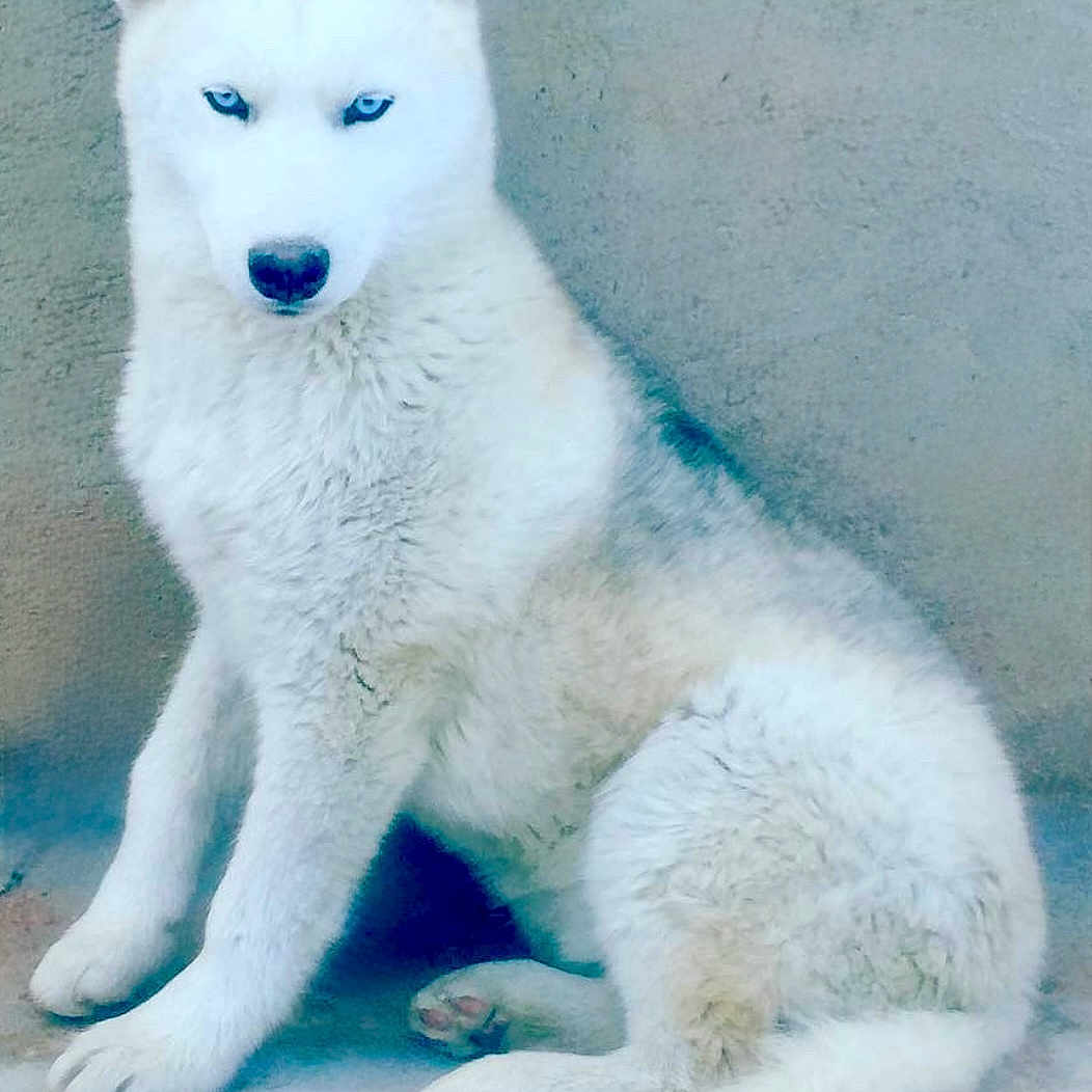 Lopo a rejoint le concours — aidez-le/la à gagner de superbes lots ! animal, arcticfox, canine, cat, coyote, dog, eskimodog, fox, husky, kitfox, pet, puppy, snout, white, whitedog, wolf