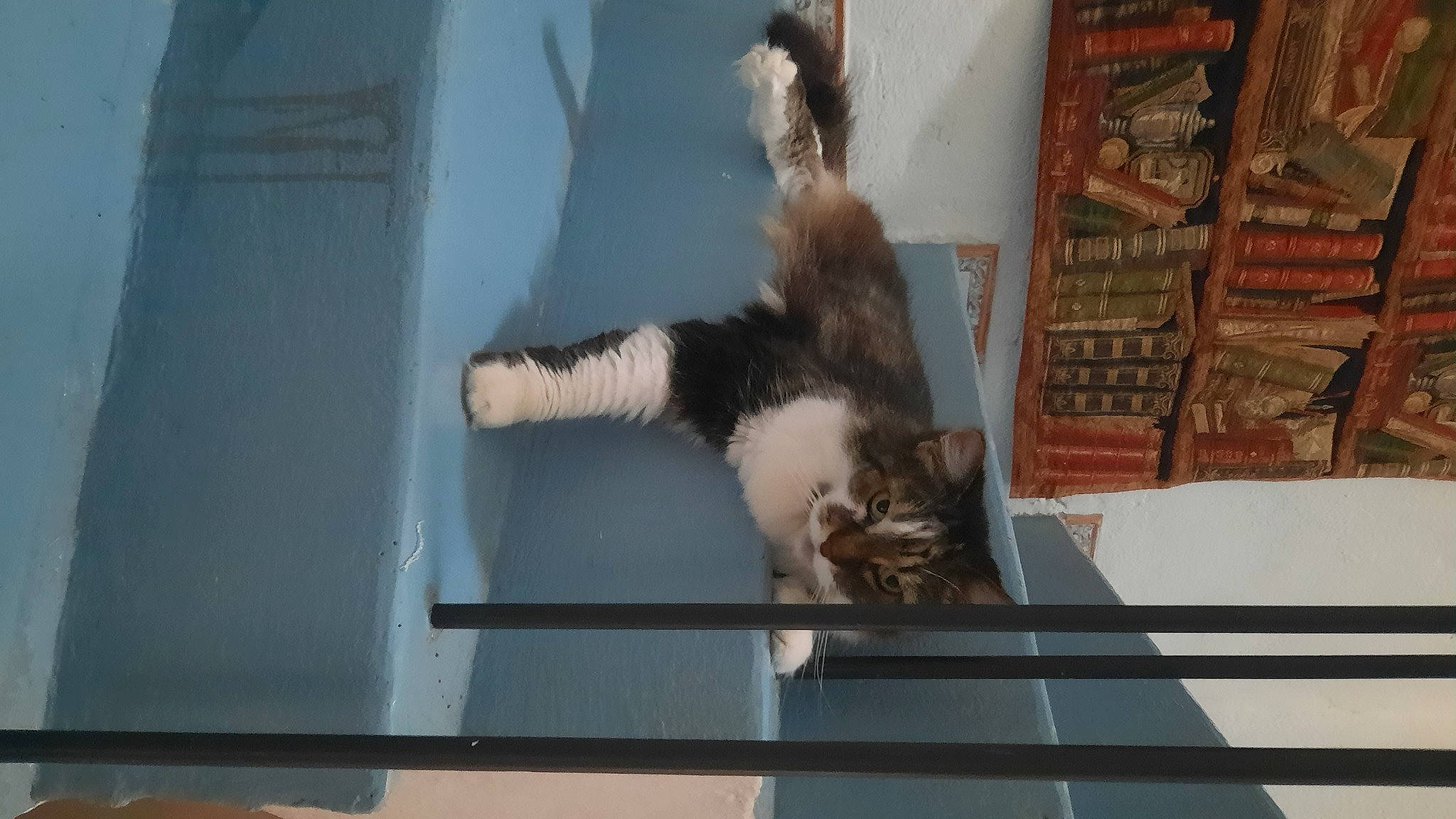 Soyeuse participe au concours pour gagner de l'argent avec cette photo : canidae, carnivore, cat, claw, dog_breed, domestic_short_haired_cat, felidae, fur, paw, room, small_to_medium_sized_cats, sporting_group, tail, whiskers, wood