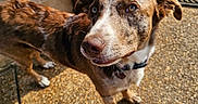 Gemberlynn Dean is registered to the contest to win money with this photo: brick_wall, brown_coat, canine, collar, concrete, curious, daylight, dog, domestic_animal, ears, four_legs, looking_up, outdoor, paw, pet, shadow, snout, sunlight, welcome_mat, white_coat