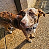 brick_wall, brown_coat, canine, collar, concrete, curious, daylight, dog, domestic_animal, ears, four_legs, looking_up, outdoor, paw, pet, shadow, snout, sunlight, welcome_mat, white_coat