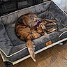 animal, brown_dog, canine, comfort, cozy, curled_up, dog, dog_bed, domestic, fireplace, fur, furniture, home, indoor, pet, purple_collar, relaxation, resting, sleeping, wood_floor