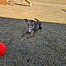 Gemberlynn Dean joined the competition — help win amazing prizes! animal, backyard, ball, brown_dog, collar, dog, fence, grass, happy, leisure, nature, outdoor, pet, playground, playing, recreation, slide, summer, sunny, swing