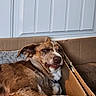 animal, brown_fur, canine, cardboard_box, casual, companion, cozy, cute, dog, domestic, funny_expression, furniture, home, indoor, laying_down, looking_at_camera, pet, portrait, relaxed, resting