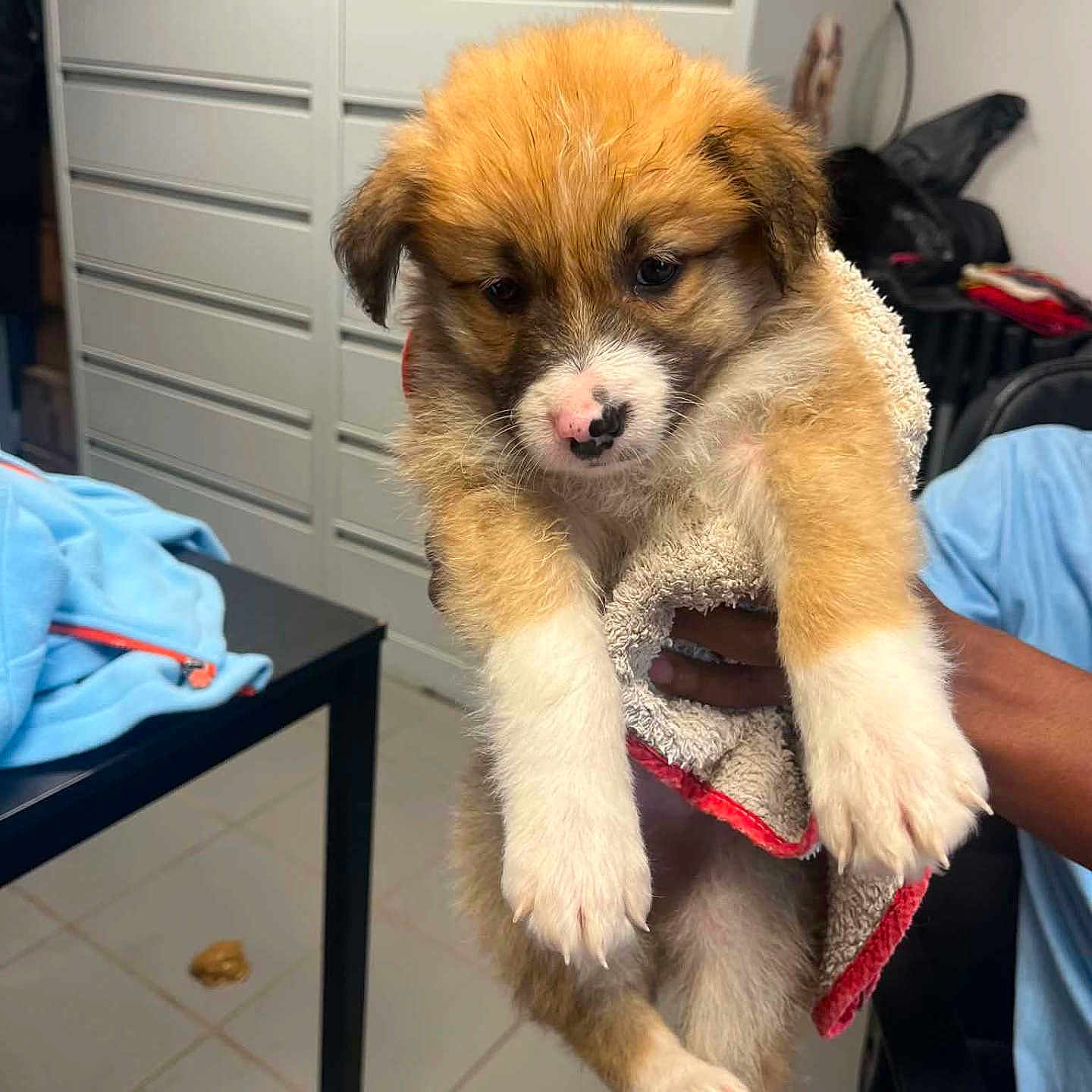Kaïro a rejoint le concours — aidez-le/la à gagner de superbes lots ! puppy, dog, towel, indoor, hand, brown, white, cute, fluffy, nose, table, cabinet, floor, tile, person, holding, pet, animal, fur, cozy