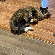 Fuzz is registered to the contest to win money with this photo: animal, cat, cozy, curious, cute, domestic, feline, flooring, fluffy, fur, household, indoor, lying_down, multi_colored, pet, relaxed, resting, tail, whiskers, wooden_floor