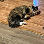 animal, cat, cozy, curious, cute, domestic, feline, flooring, fluffy, fur, household, indoor, lying_down, multi_colored, pet, relaxed, resting, tail, whiskers, wooden_floor