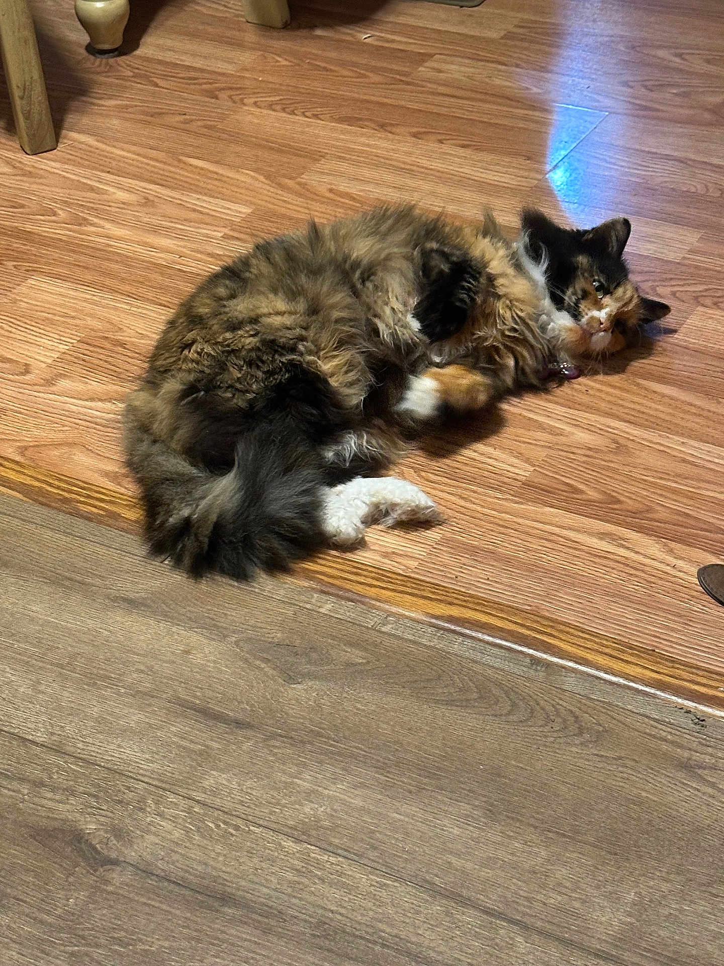 Fuzz is registered to the contest to win money with this photo: animal, cat, cozy, curious, cute, domestic, feline, flooring, fluffy, fur, household, indoor, lying_down, multi_colored, pet, relaxed, resting, tail, whiskers, wooden_floor