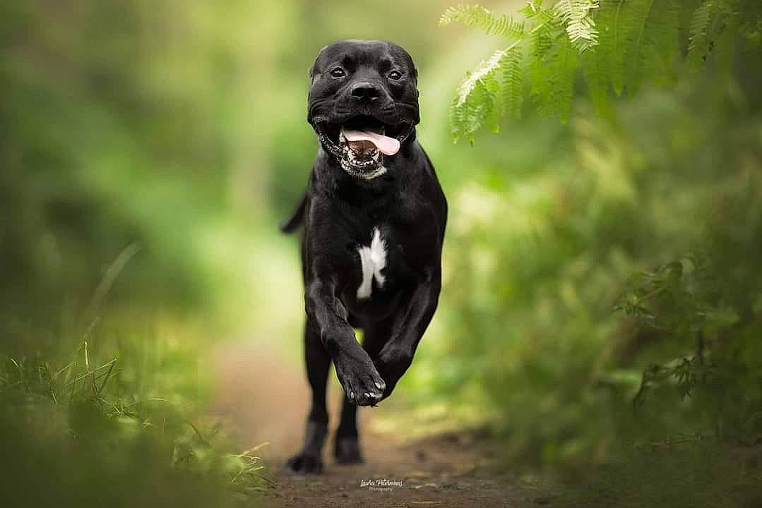 Lucky a rejoint le concours — aidez-le/la à gagner de superbes lots ! canidae, carnivore, companion_dog, darkness, dog, dog_breed, fawn, flash_photography, forest, fur, grass, guard_dog, gun_dog, plant, snout, sporting_group, tail, terrestrial_animal, tree, working_animal