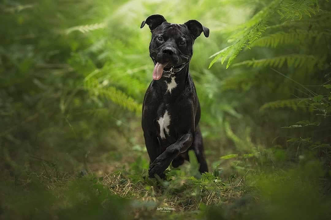 Lucky a rejoint le concours — aidez-le/la à gagner de superbes lots ! canidae, carnivore, companion_dog, dog, dog_breed, fawn, forest, grass, guard_dog, jungle, personal_protective_equipment, plant, snout, sporting_group, tail, terrestrial_animal, terrestrial_plant, tree, wildlife, working_animal