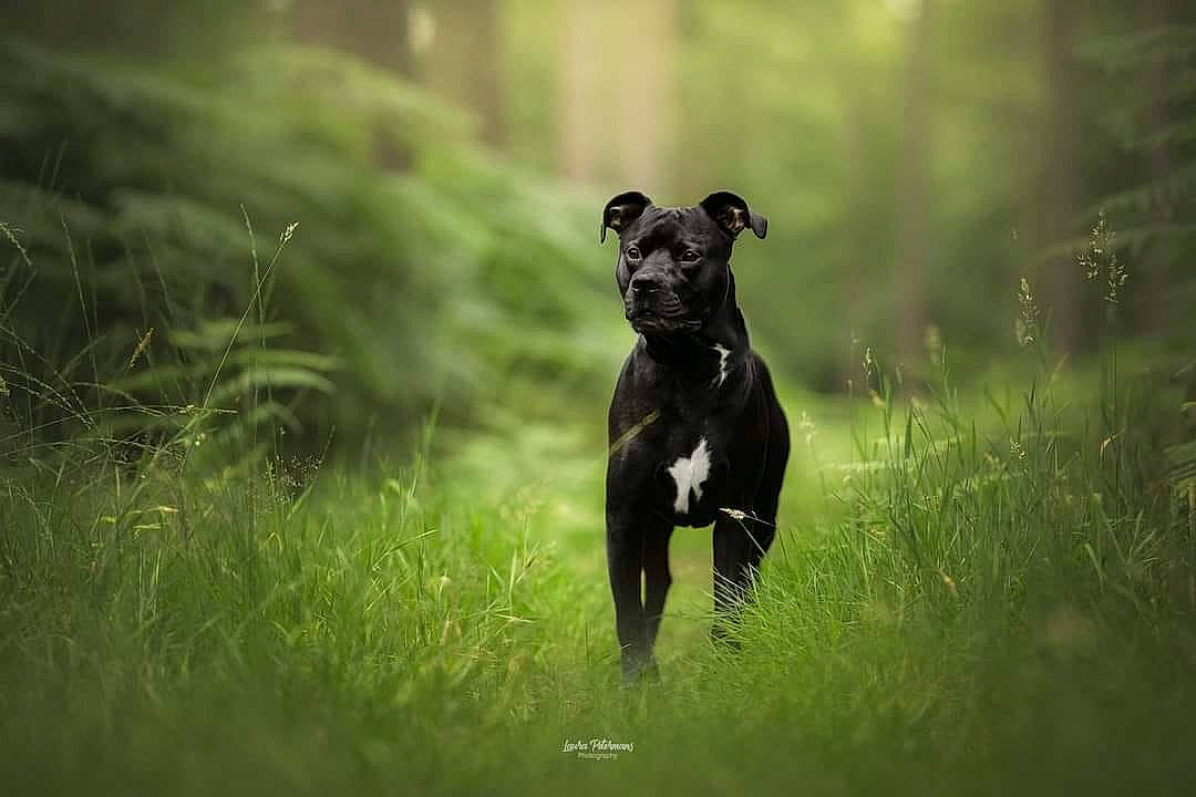 Lucky a rejoint le concours — aidez-le/la à gagner de superbes lots ! carnivore, companion_dog, darkness, dog, dog_breed, fawn, grass, grassland, guard_dog, meadow, pasture, plant, pointing_breed, prairie, snout, sporting_group, tail, terrestrial_animal, wildlife, working_animal