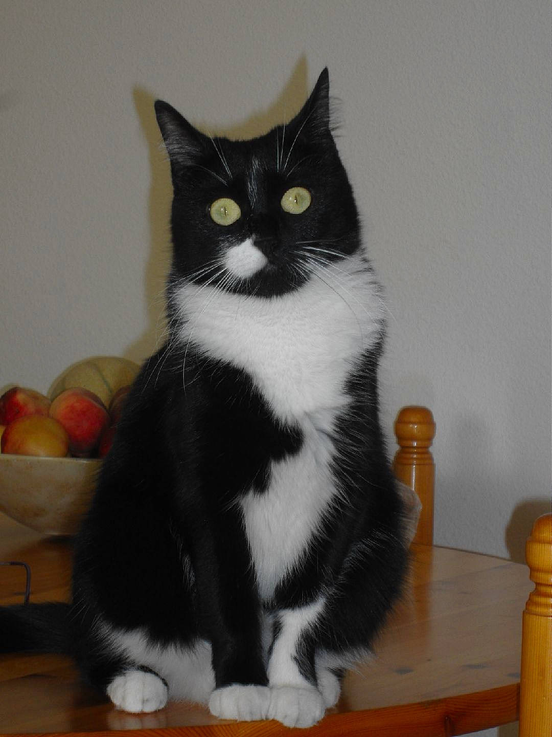 Agathe a rejoint le concours — aidez-le/la à gagner de superbes lots ! black_cat, carnivore, cat, comfort, domestic_short_haired_cat, felidae, flooring, fur, grey, hardwood, paw, sitting, small_to_medium_sized_cats, snout, stairs, tail, varnish, whiskers, wood, wood_stain