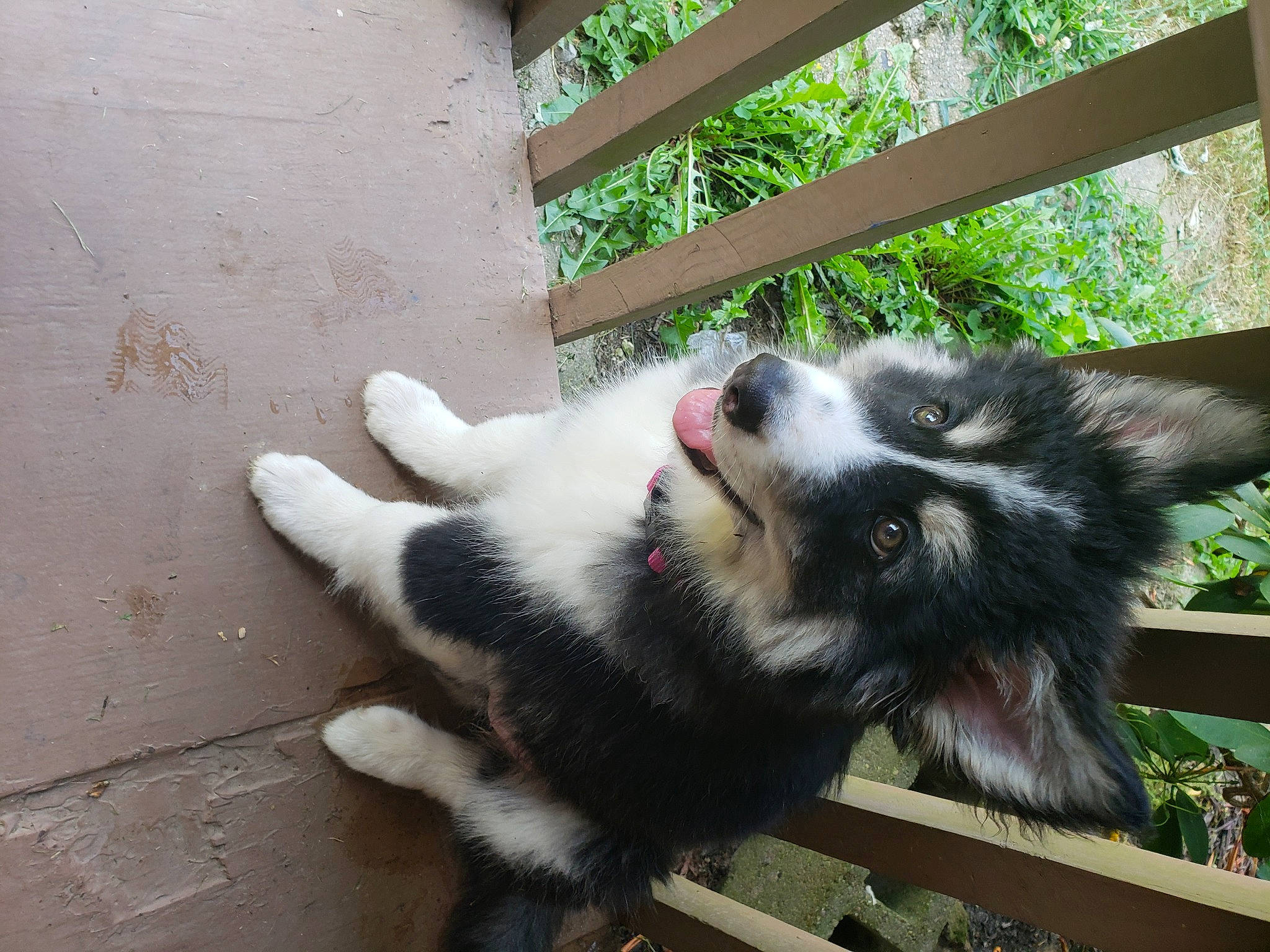 Marley joined the competition — help win amazing prizes! border_collie, canidae, carnivore, companion_dog, dog, dog_breed, fur, herding_dog, plant, snout, sporting_group, tail, terrestrial_animal, tree, whiskers, working_dog