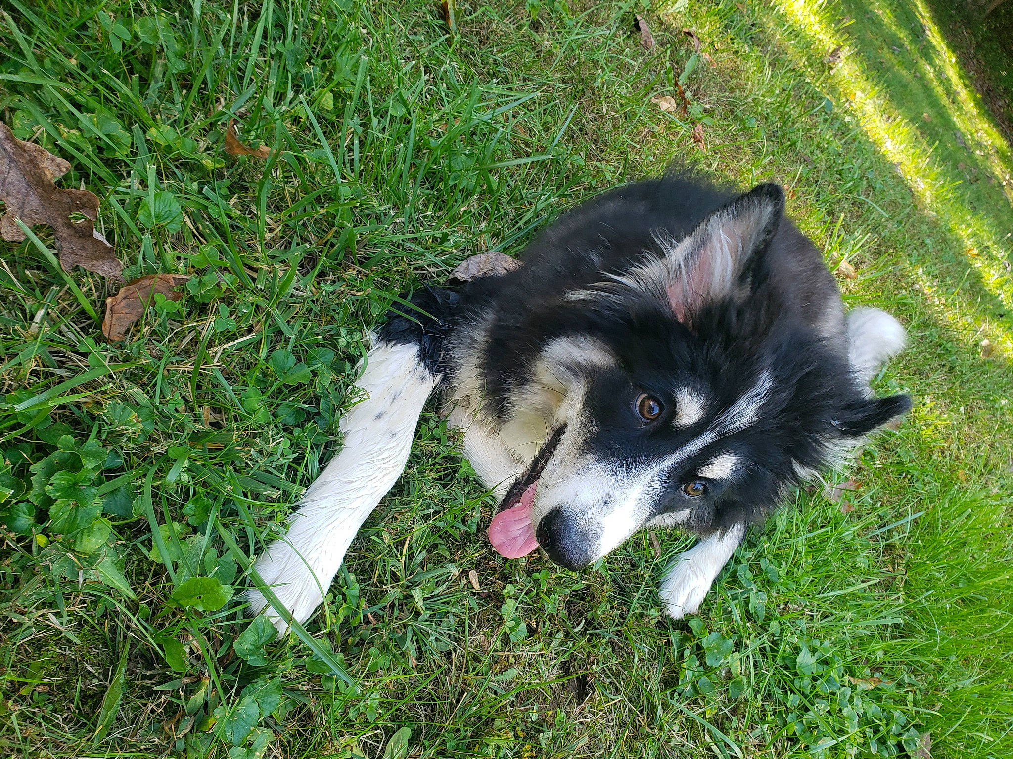 Marley is registered to the contest to win money with this photo: australian_collie, canidae, carnivore, companion_dog, dog, dog_breed, fur, grass, groundcover, herding_dog, non_sporting_group, plant, sedge_family, sporting_group, working_dog