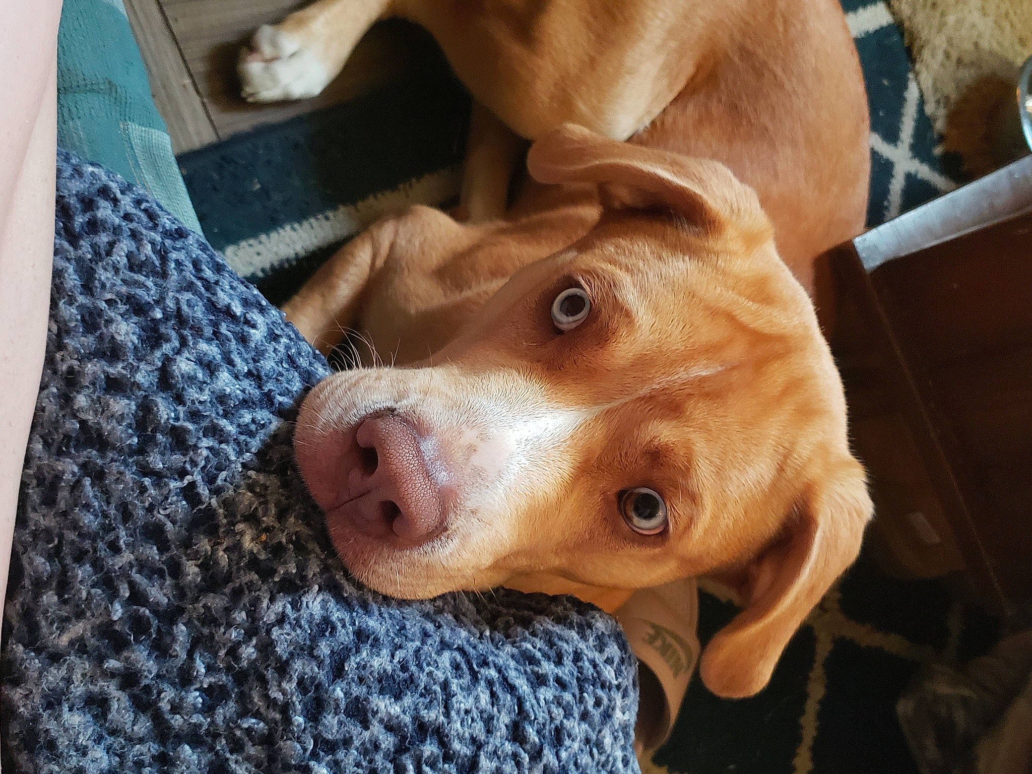 Tanky is registered to the contest to win money with this photo: canidae, carnivore, collar, companion_dog, dog, dog_breed, dog_supply, fawn, fur, gun_dog, hunting_dog, liver, non_sporting_group, selfie, snout, sporting_group, whiskers, working_animal