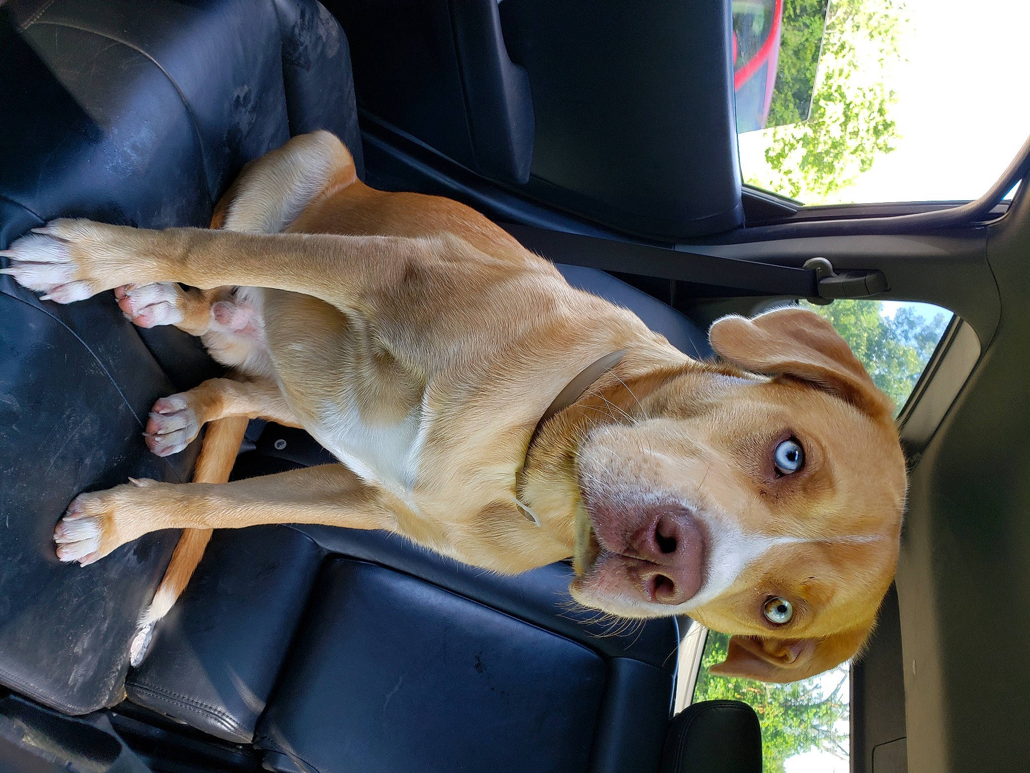 Tanky is registered to the contest to win money with this photo: auto_part, automotive_mirror, canidae, car_seat, carnivore, collar, companion_dog, dog, dog_breed, dog_collar, fawn, houseplant, liver, plant, snout, sporting_group, vehicle_door, whiskers, windshield, working_animal