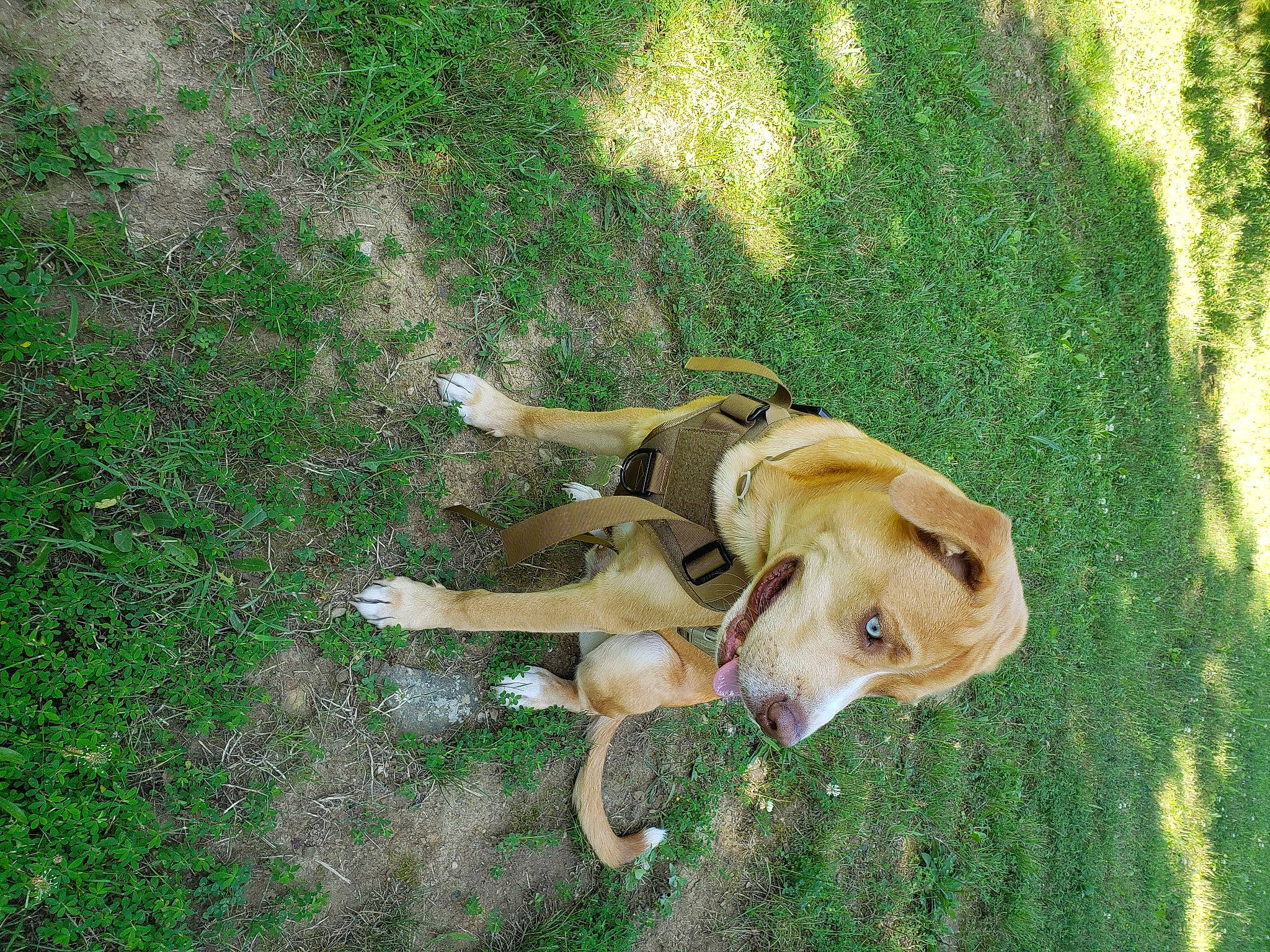 Tanky joined the competition — help win amazing prizes! canidae, carnivore, companion_dog, dog, dog_breed, fawn, golden_retriever, grass, green, groundcover, lawn, paw, plant, snout, sporting_group, tail, wildlife, working_animal