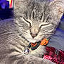 Oscar joined the competition — help win amazing prizes! cat, kitten, gray_tabby, sleeping, collar, pumpkin, bell, plaid_blanket, feline, pet, whiskers, close_up, indoor, cute, relaxed, animal, domestic_cat, fur, cozy, resting