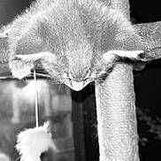 Oscar joined the competition — help win amazing prizes! cat, scratching_post, toy, feline, pet, indoor, black_and_white, curious, fur, whiskers, ears, hanging_toy, playing, close_up, texture, vertical, animal, domestic, focus, perched