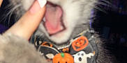 Oscar is registered to the contest to win money with this photo: kitten, cat, gray_cat, pet, playing, biting, finger, collar, halloween, pumpkin, indoor, closeup, cute, animal, whiskers, paw, dark_background, led_lights, fun, young_cat