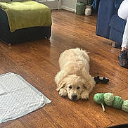 Banjo joined the competition — help win amazing prizes! puppy, dog, golden_retriever, wooden_floor, toy, living_room, furniture, couch, blanket, plant, indoor, pet, floor, cozy, home, relaxing, cute, domestic_animal, canine, playful