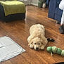 puppy, dog, golden_retriever, wooden_floor, toy, living_room, furniture, couch, blanket, plant, indoor, pet, floor, cozy, home, relaxing, cute, domestic_animal, canine, playful