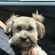Nyla is registered to the contest to win money with this photo: animal, car_interior, close_up, collar, companionship, cute, dog, domestic_animal, fluffy, fur, human_hand, indoors, lap, pet, pigtails, portrait, ribbons, sitting, sunlight, window