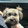 animal, car_interior, close_up, collar, companionship, cute, dog, domestic_animal, fluffy, fur, human_hand, indoors, lap, pet, pigtails, portrait, ribbons, sitting, sunlight, window