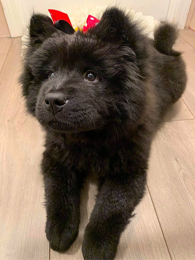 Uva is registered to the contest to win money with this photo: canidae, carnivore, companion_dog, dog, dog_breed, eurasier, german_spitz_mittel, keeshond, mammal, non_sporting_group, pomeranian, puppy, schipperke, spitz, swedish_lapphund, vertebrate