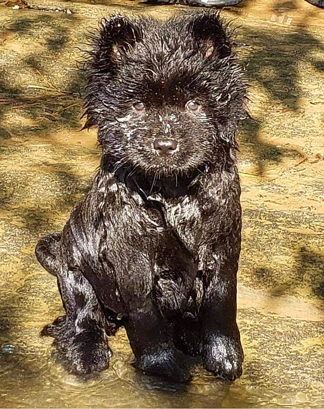 Uva is registered to the contest to win money with this photo: bouvier_des_flandres, cairn_terrier, canidae, carnivore, dog, dog_breed, mammal, rare_breed_dog, snout, sporting_group, terrier, vertebrate
