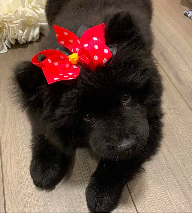 Uva is registered to the contest to win money with this photo: canidae, carnivore, companion_dog, dog, dog_breed, fur, german_spitz_klein, non_sporting_group, pomeranian, puppy, shih_tzu, spitz, toy_dog