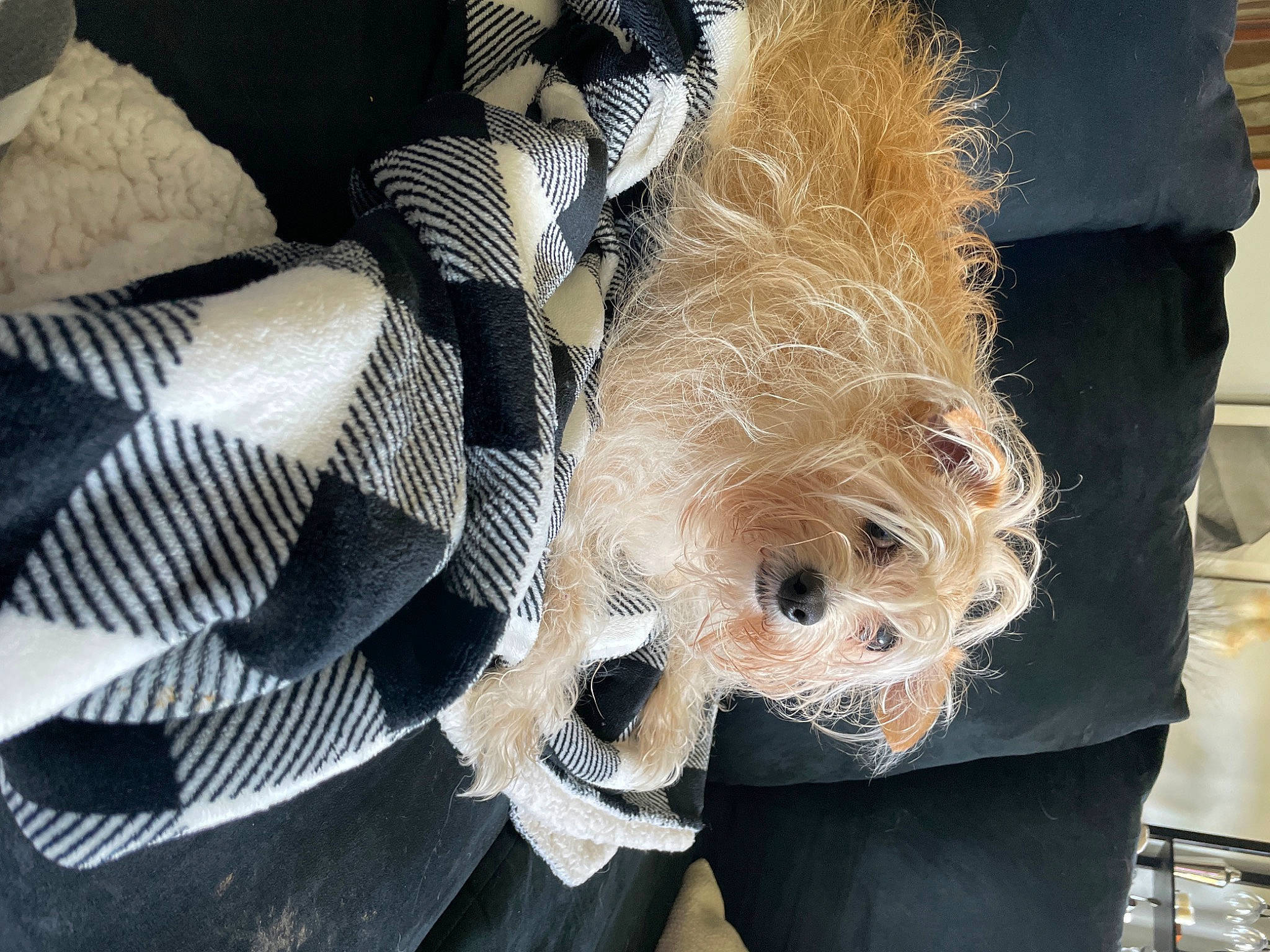 Milo joined the competition — help win amazing prizes! auto_part, canidae, carnivore, companion_dog, dog, dog_breed, dog_clothes, fawn, feather, fur, pattern, small_terrier, snout, sporting_group, terrier, toy_dog, tree