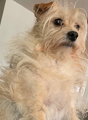 Milo is registered to the contest to win money with this photo: biewer_terrier, canidae, carnivore, companion_dog, dog, dog_breed, dog_supply, fur, non_sporting_group, puppy, small_terrier, sporting_group, terrestrial_animal, terrier, toy_dog, working_animal