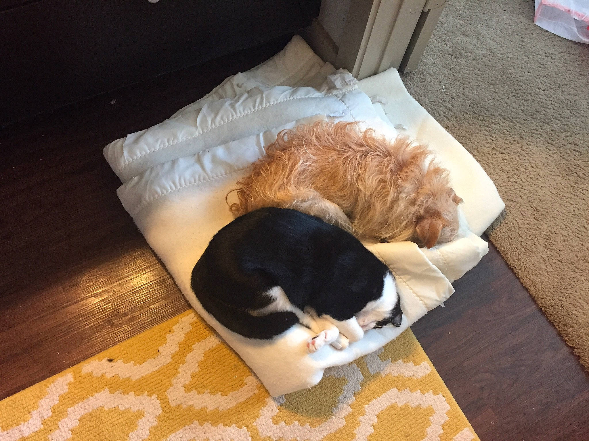 Milo is registered to the contest to win money with this photo: brown, carnivore, cat, cat_supply, comfort, companion_dog, dog_breed, fawn, felidae, floor, flooring, fur, hardwood, pet_supply, small_to_medium_sized_cats, snout, sporting_group, tail, whiskers, wood