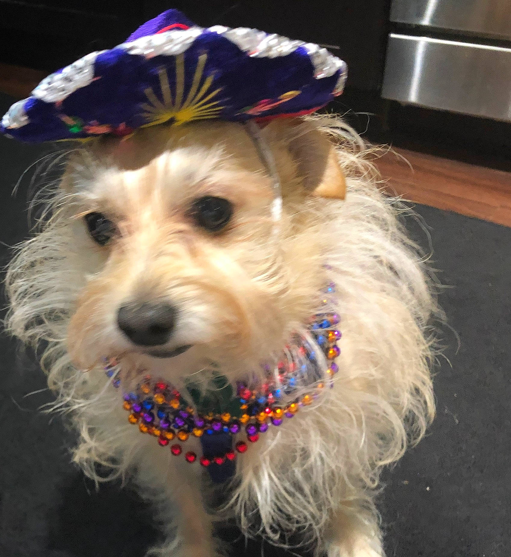 Milo is registered to the contest to win money with this photo: carnivore, collar, companion_dog, costume_hat, dog, dog_breed, dog_clothes, dog_collar, dog_supply, eyewear, fawn, hat, kitchen_appliance, leash, pet_supply, small_terrier, snout, toy_dog, vision_care, working_animal